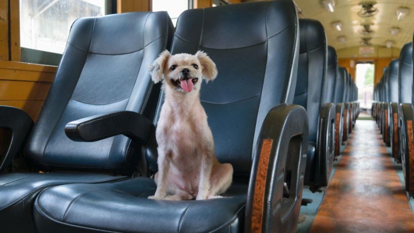 Перевозка домашних животных водным транспортом