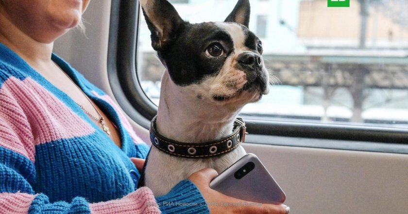 Французский бульдог в переноске