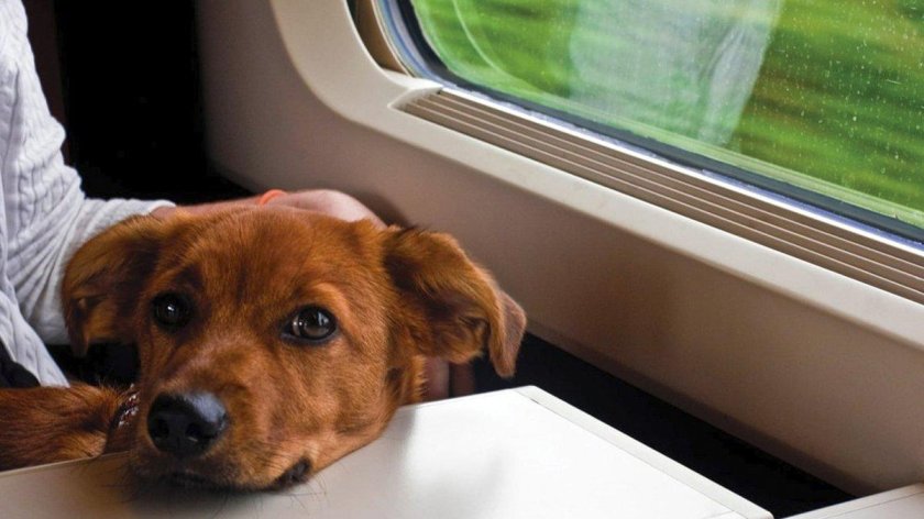 Домашние животные в поезде