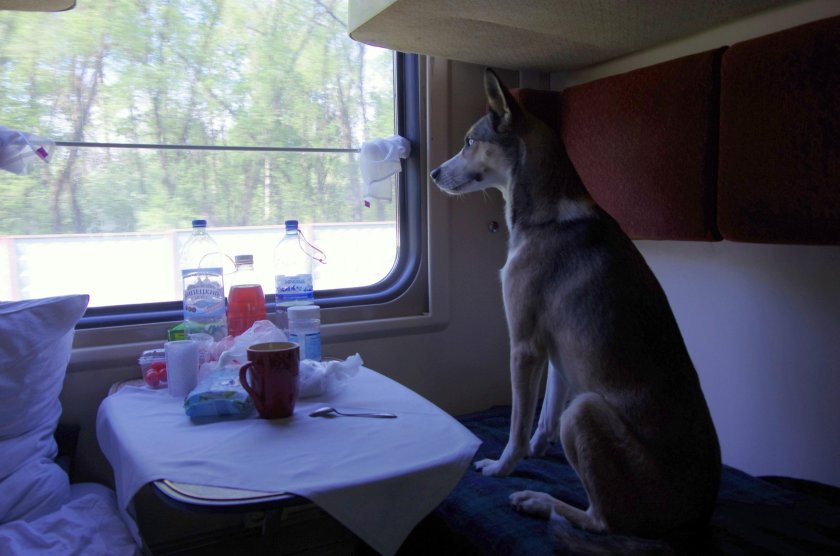 Собака в купе