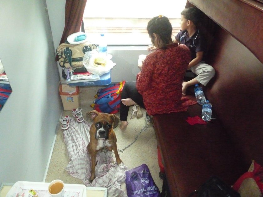 Большая собака в поезде