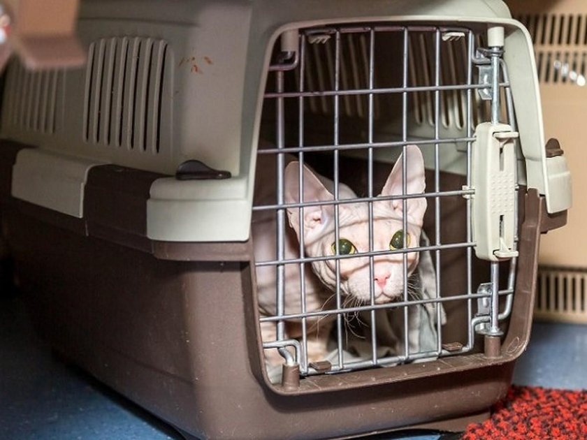 Перевозка животных без сопровождения