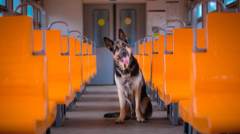 Собака транспорт