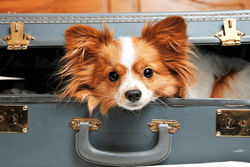 Собака с чемоданом