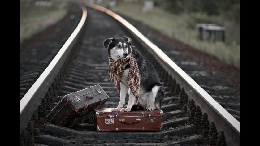 Животные на железной дороге