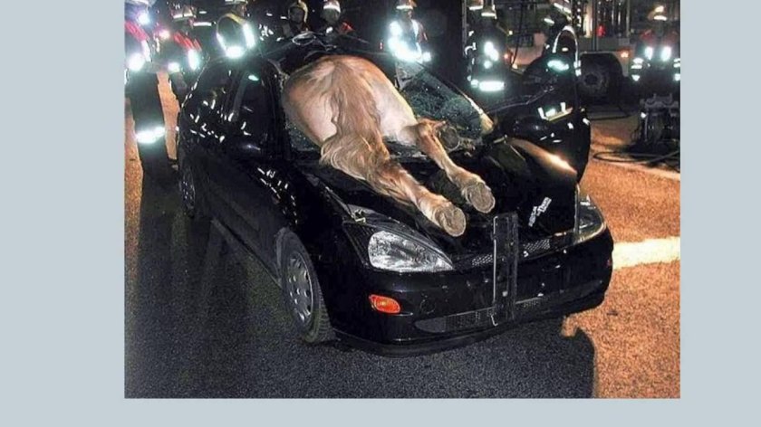 Пьяные девушки и автомобили