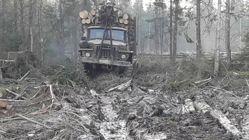 Урал-4320 лесовоз в грязи