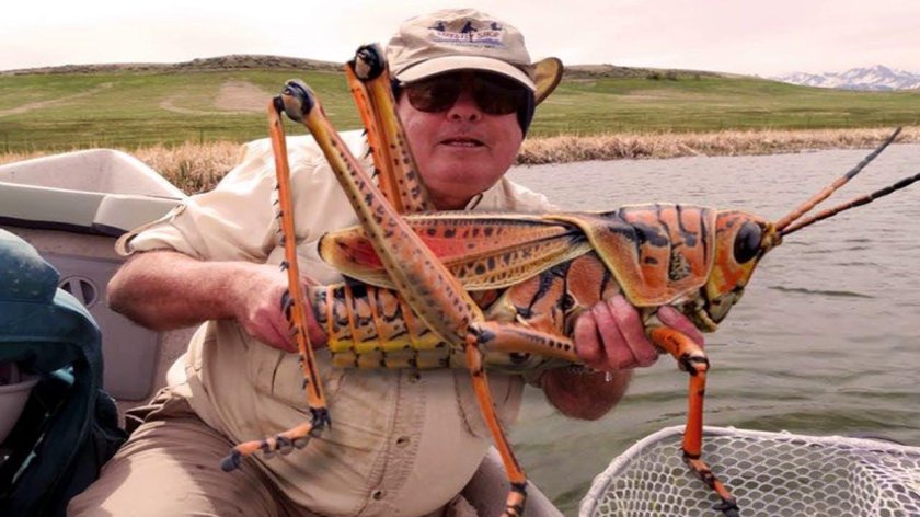 Самое большое насекомое в мире