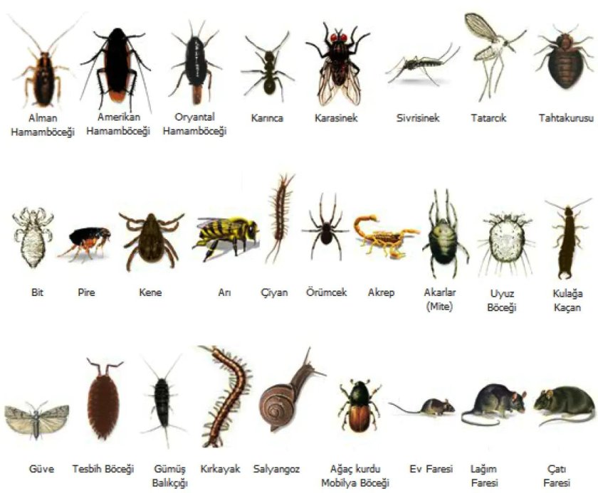 Pest insects