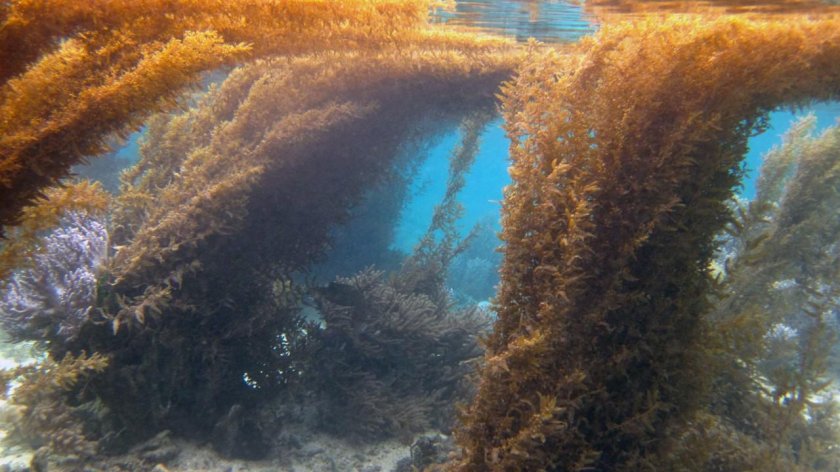 Саргассово море водоросли саргассум