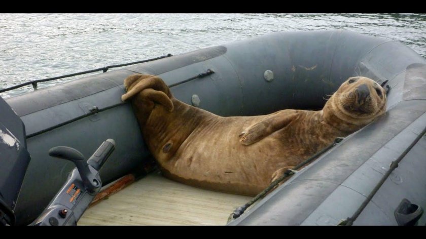 Морж уснул на Российской подводной лодке