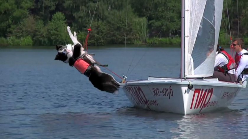 Яхта прикол