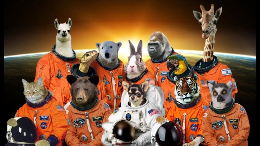 Животные в космосе