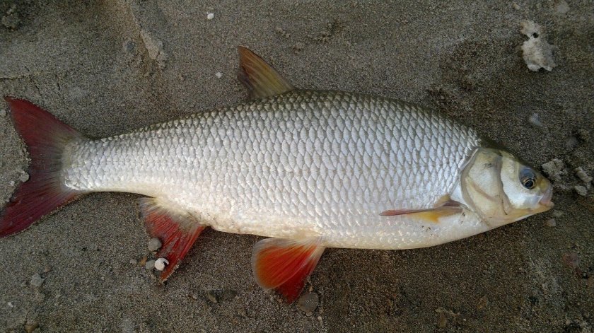 Язь Leuciscus idus