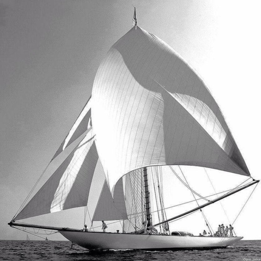 Парусник чёрно белый