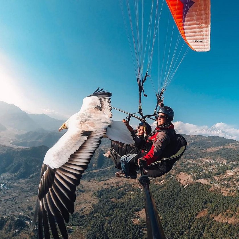 Параплан и птицы