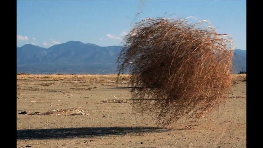 Перекати-поле растение