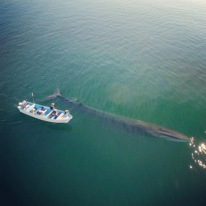 Кит и лодка