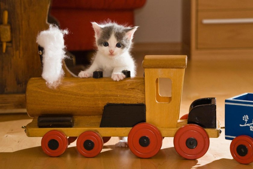 Кот и паровозик