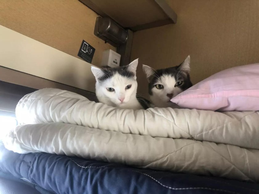 Коты в поезде