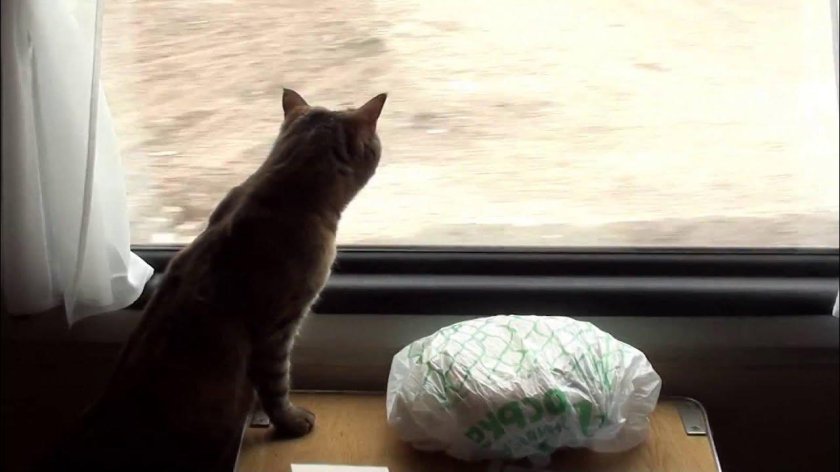 Кошка в поезде