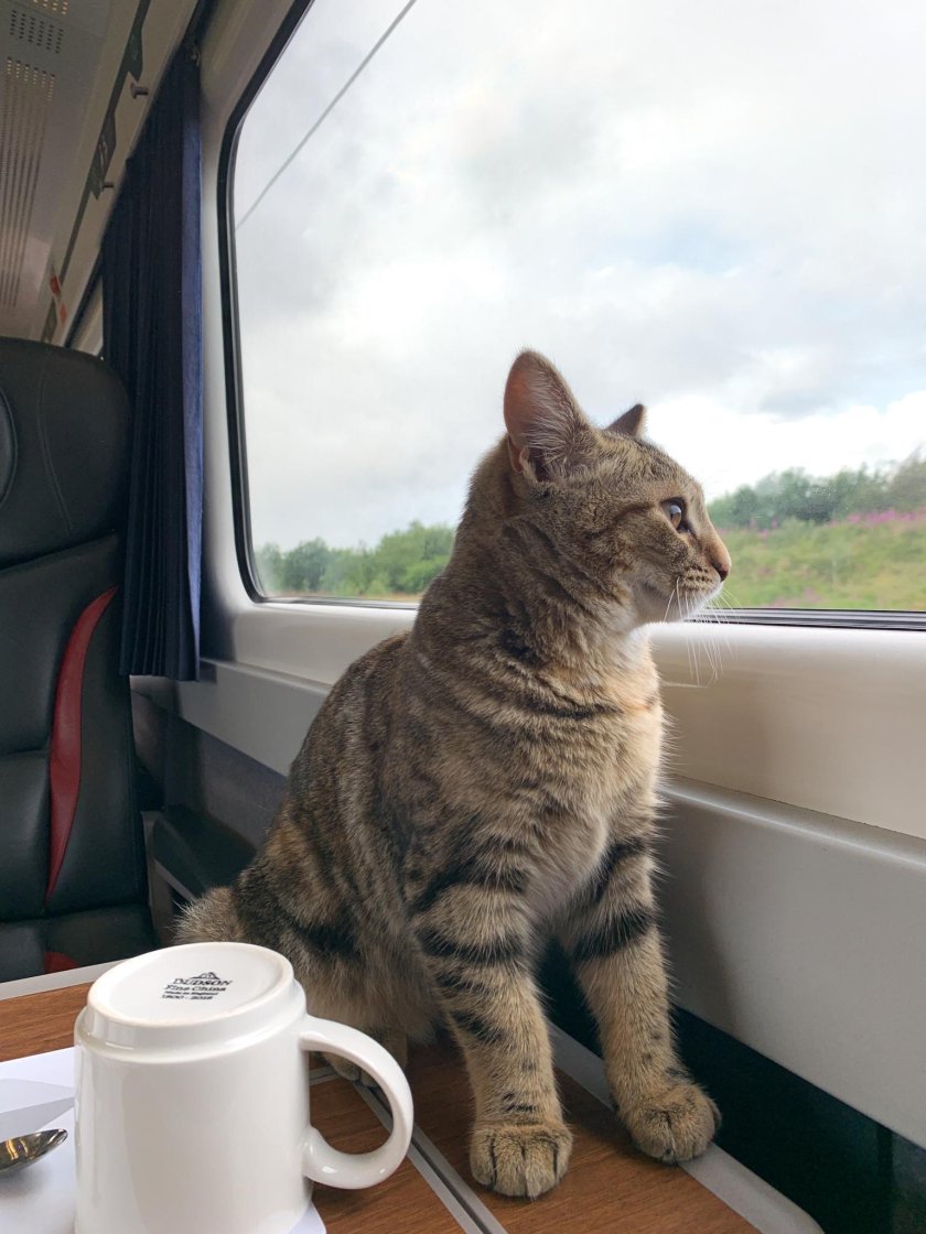 Кот в электричке