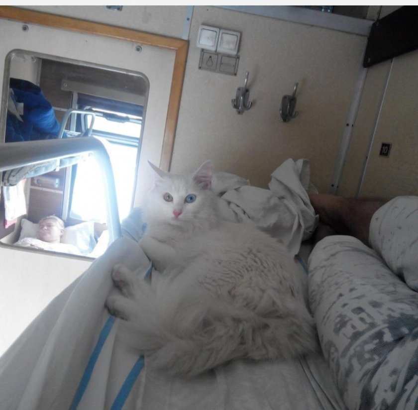 Вагон для животных в поезде