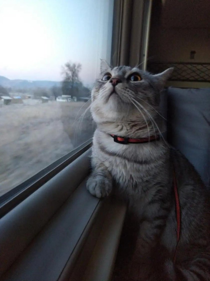 Котик в поезде