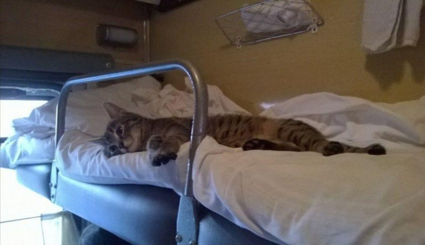 Кот в плацкарте