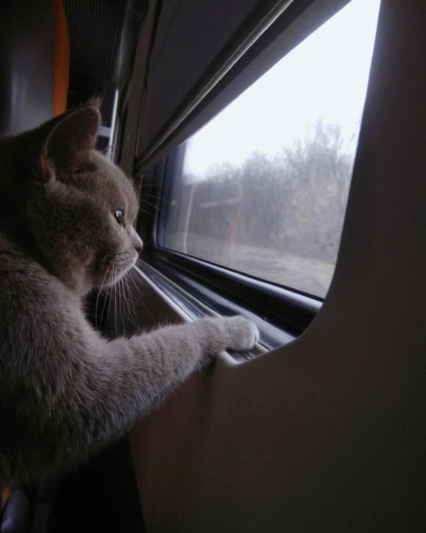 Кот в электричке