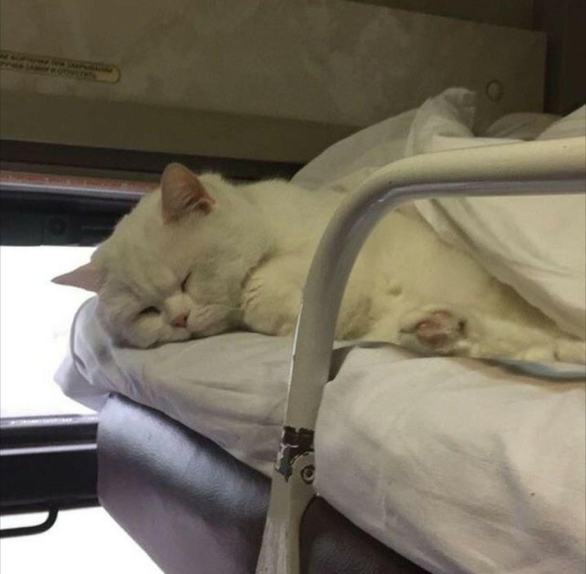 Кот в плацкарте