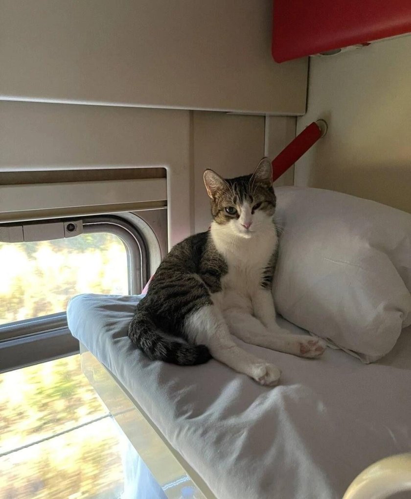 Кошка в поезде