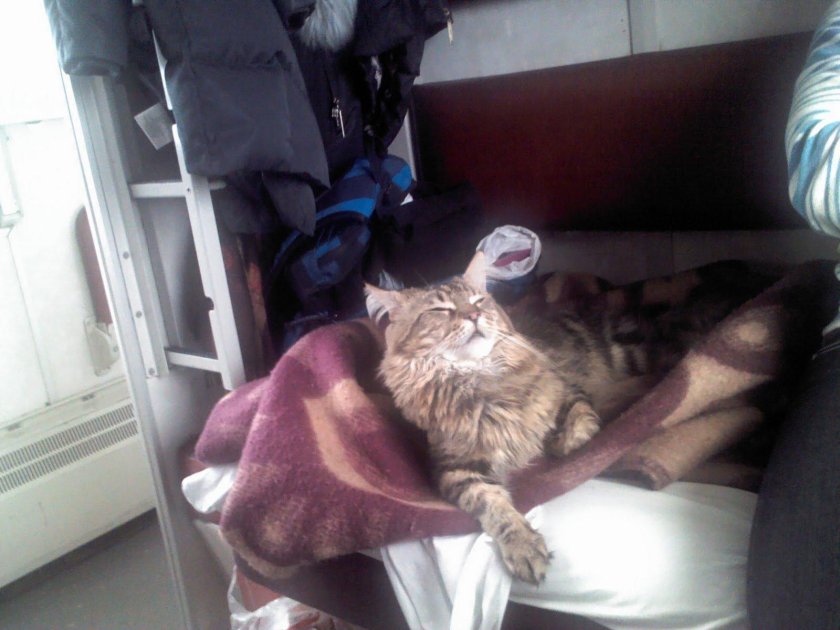 Кот в плацкарте
