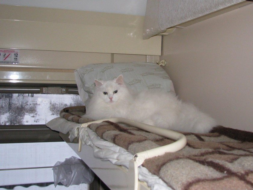 Кот в купе