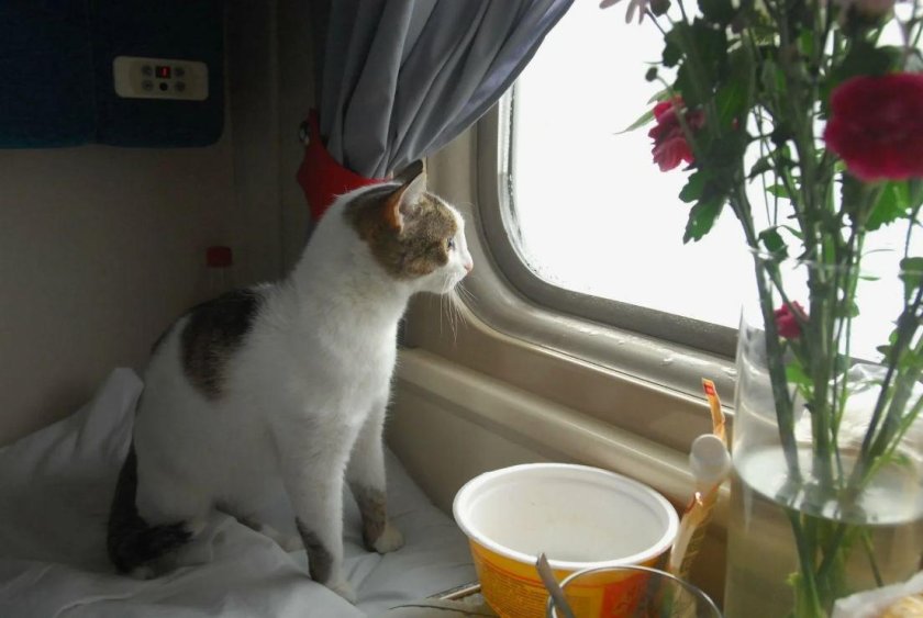 Кот в вагоне поезда