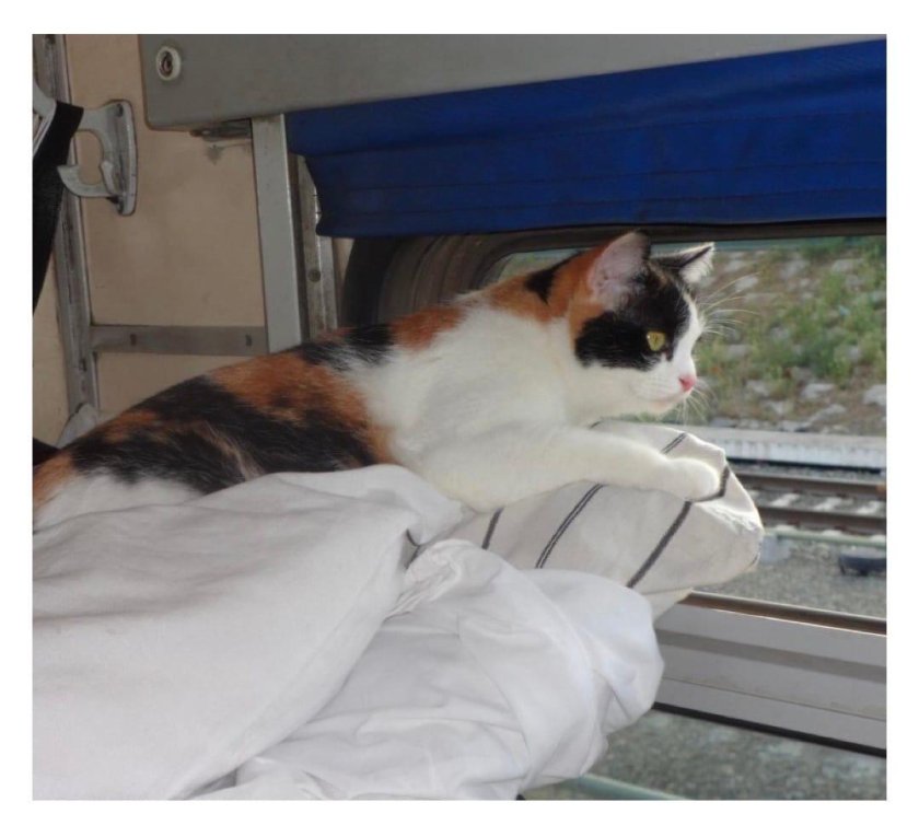 Кошки в плацкарте