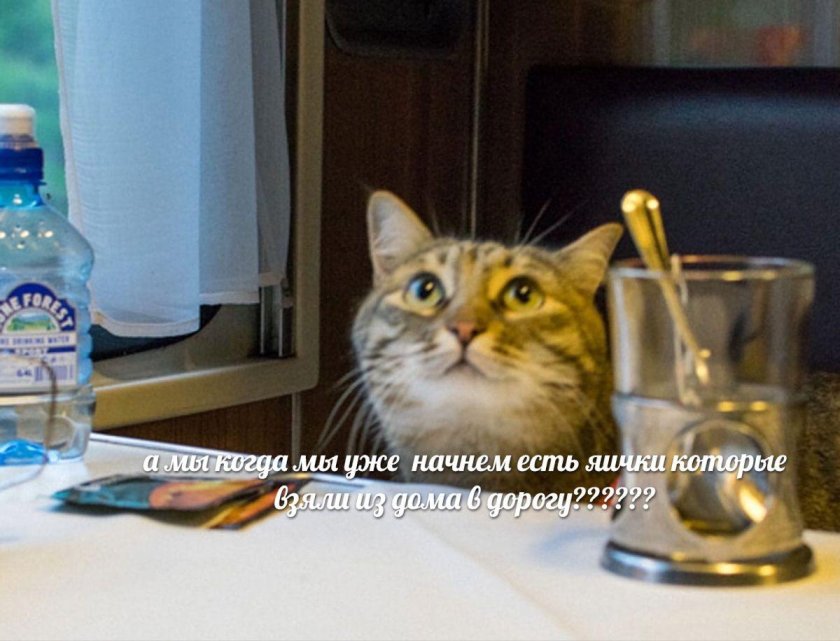 Коты в поезде