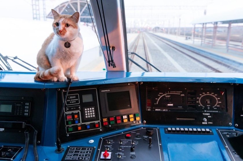 Кот мостик Крымский мост