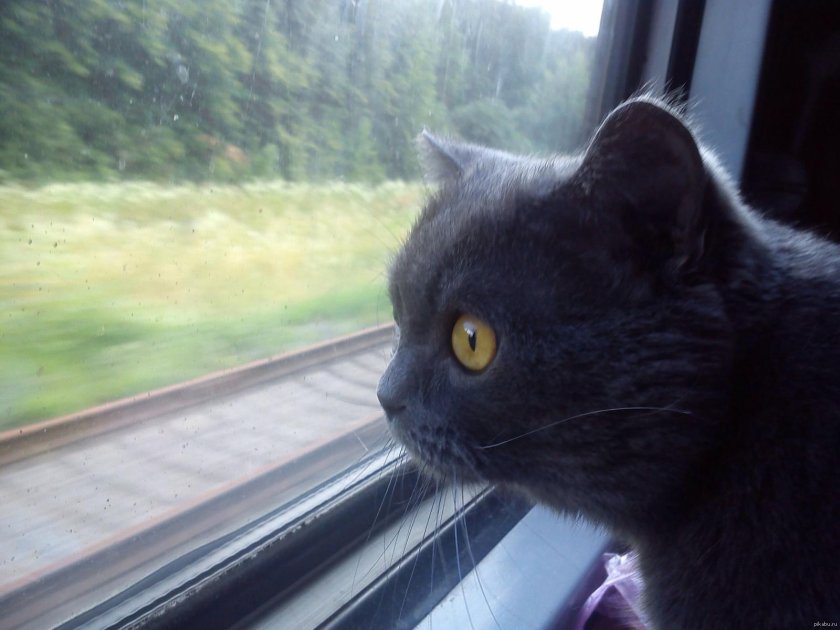 Кот едет в поезде