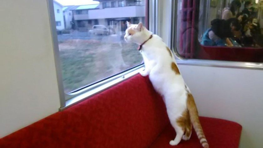 Кошачий поезд в Японии
