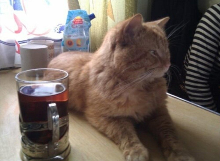 Коты в поезде