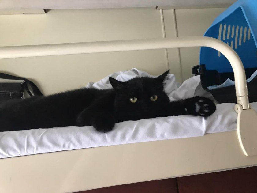 Кот на полке в поезде