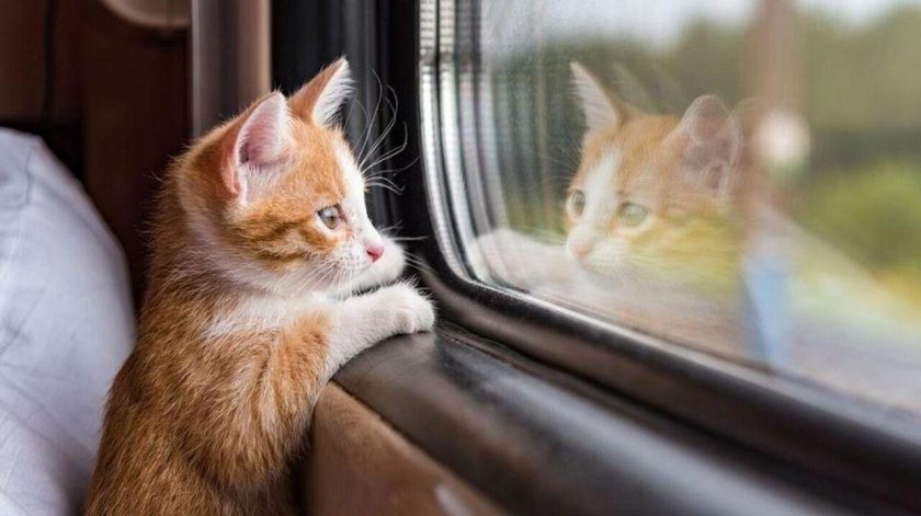 Животные в поезде