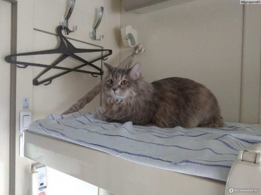 Коты в поезде