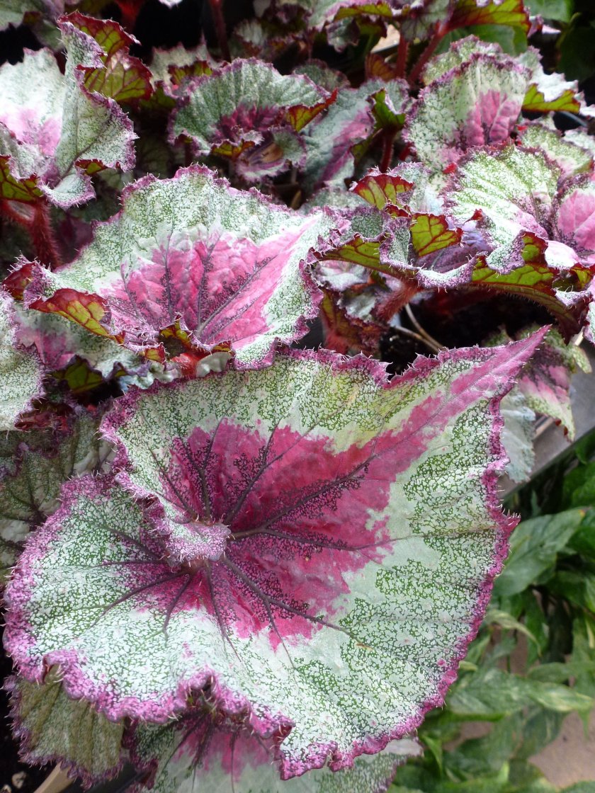 Бегония Каприкорн