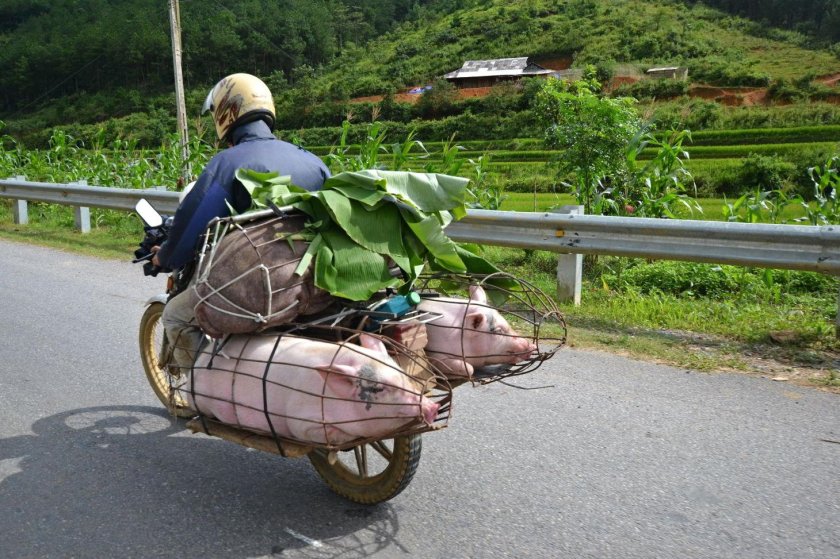 Собаками на байке Бали