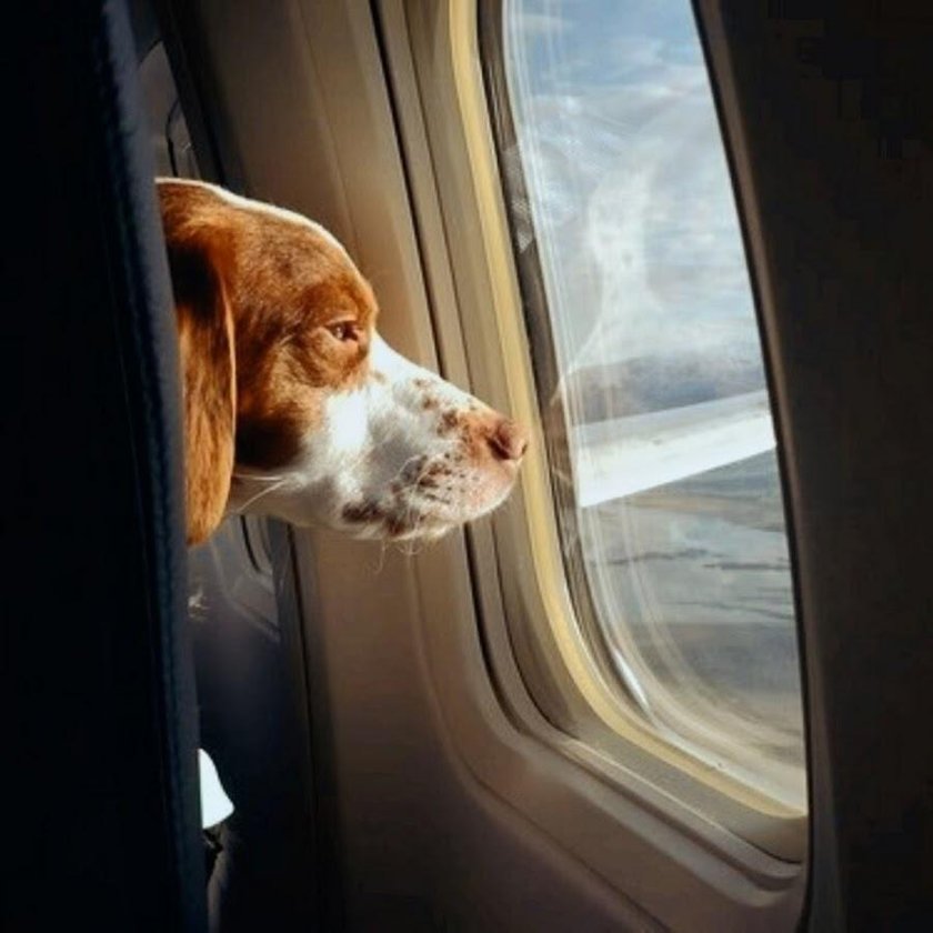 Собачка в самолете