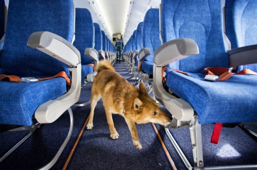 Шалайка Аэрофлот