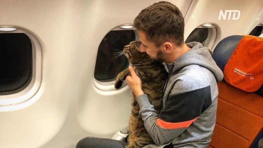 Животные в самолете