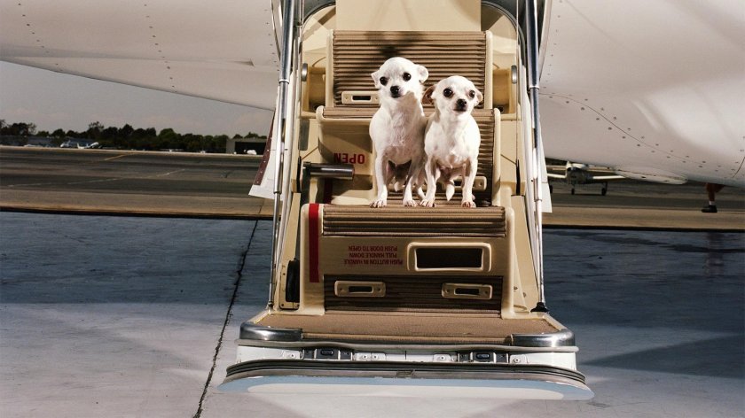 Собаки в аэропорту Батуми